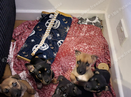 Puppies ready to take