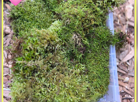 Quality Moss, Lichen Sticks - Foodstock for Isopods, Millipededs etc