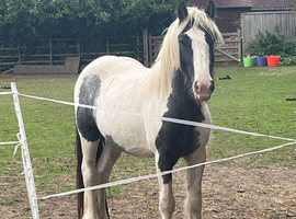 13&rsquo;1hh Piebald cob mare
