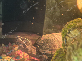 Musk turtle