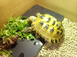 18 year old tortoise