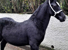 Beautiful Black Welsh Section D Yearling Gelding