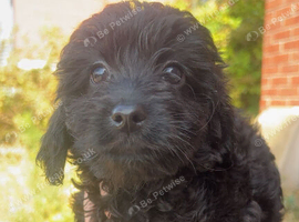 Beautiful pomerpoo  puppies