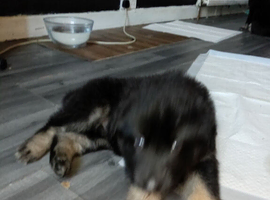 4 puppys left  2 boy 2 girls Stunning big chunk  I can promise you that my dogs are my world and I am so lucky to have them