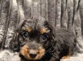 Doxiepoo puppies- available now