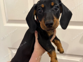 Dachshund puppies READY NOW