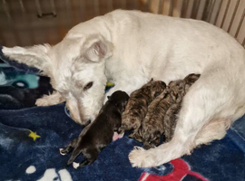 Westie x Shih Tzu
