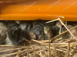 Jumbo Coturnix Quail Chicks &ndash; Healthy & Home‑Raised