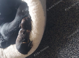 Puppies for sale