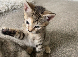 2 remaining kittens