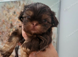 Kc quality Imperial shih tzu