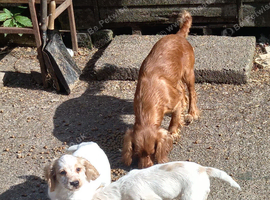 Lemon roan cocker dog pup