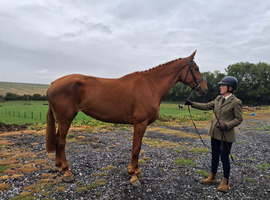 5 YO RID CLASS 2 MARE 17.2HH