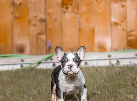 French bulldog puppies