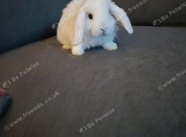 Female mini lop bright blue eyes