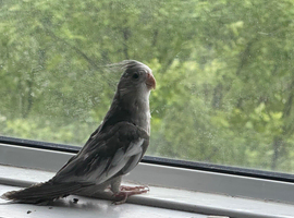 Baby cockatiel birds