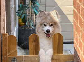 Beautiful pomsky boy