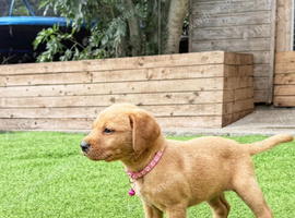 **Fox Red Labrador Puppies &ndash; Copper Coats, Big Personalities**