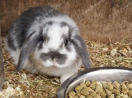 Mini lops