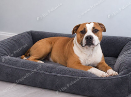 Beautiful red Staffordshire Bull terrier for stud