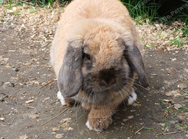 Beautiful female mini lop