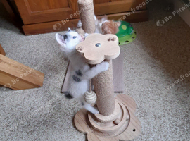 Lovely kittens Looking for their forever homes