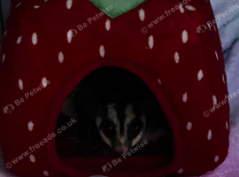 Two pregnant female gliders