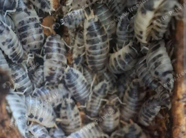 Dairy cow isopods