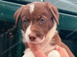 ️ ONLY 2 GORGEOUS RED & WHITE BORDER COLLIE BOYS LEFT &mdash; READY THIS WEEKEND! ️