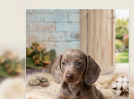 8-week-old Miniature Dachshund boys looking for their forever homes.