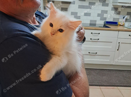 GCCF 1 Ragdoll kitten Reduced