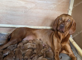 Hungarian Vizsla Puppies