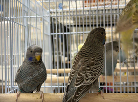 Bfbw violet combo budgie male available