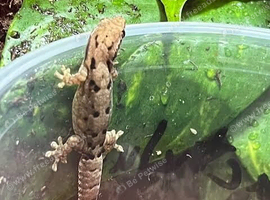 Mourning geckos