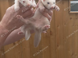 Ferrets ready now