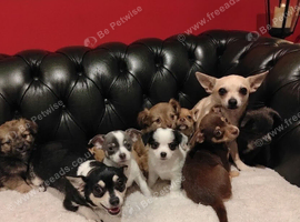 Chihuahua Puppies for sale. Ready for a loving home.