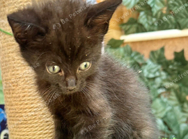 SEMI LONG HAIRED MALE KITTENS