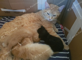 Kittens looking for a new home