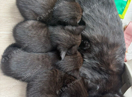 3 beautiful kittens ready for forever home