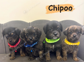 READY NOW Chipoo Pups