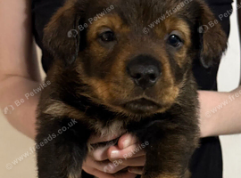 Rottweiler mix German shepherd husky puppies