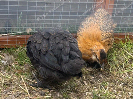 Polish frizzle hens