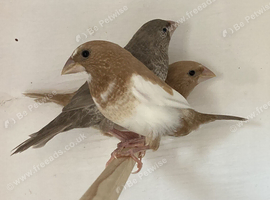 Bengalese Finches For Sale