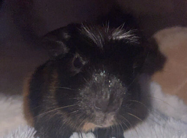Guniea pig boy