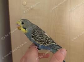 Baby Budgie