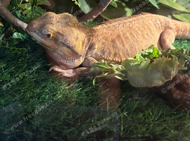 Bearded dragon with viv