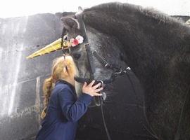 11.2hh 4yr old lead rein pony/happy hacker to further education