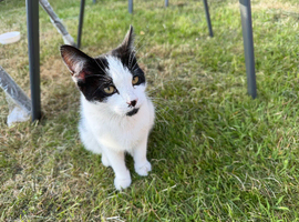 Kitten 6 months