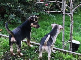 Chihuahua x boy puppies