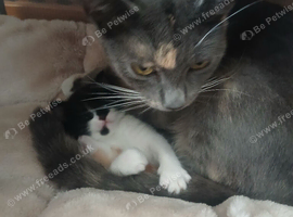 Kittens